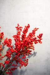 Christmas branch with red berries. ilex flowers.