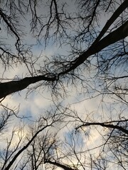 tree in the sky