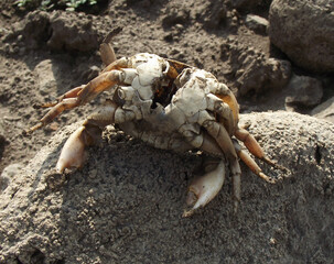 the skeleton of a sand crab at the bottom of a dried-up reservoir