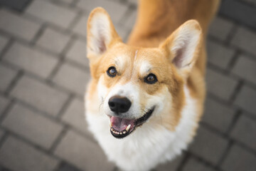 portrait of a dog Welsh Corgi