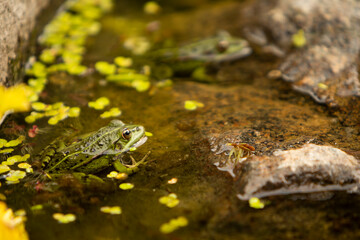 Lithobates clamitans, green frogs partially submerged in water next to a rock
