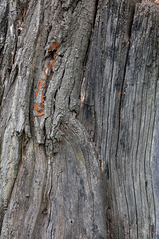 Wall mural the bark texture of the old sophora tree