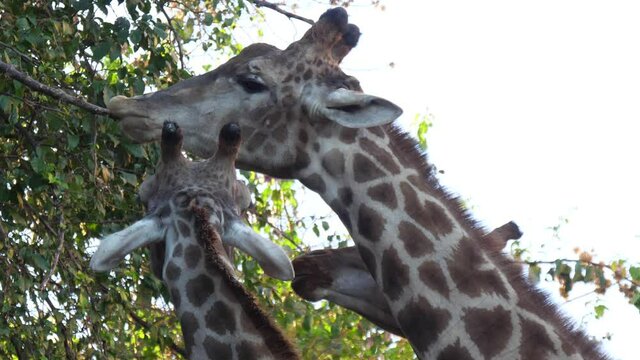 giraffe eating tree leaves 4k