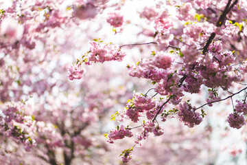 pink apple tree blossoms in the spring sunshine