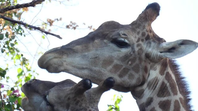 giraffe eating tree leaves 4k