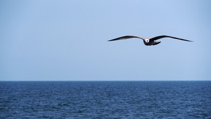 Fototapeta na wymiar Seagull, a bird of prey flying and looking into the camera on blue sea background