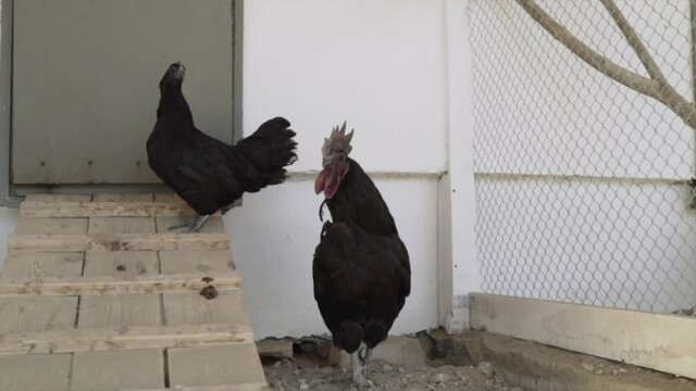 black hens and a rooster in an aviary on a farm. raising chickens on a farm