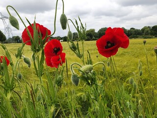 Obraz premium Champ avec des coquelicots rouges