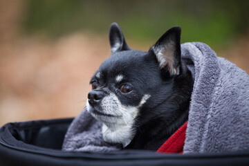 A small dog covered with a gray blanket.