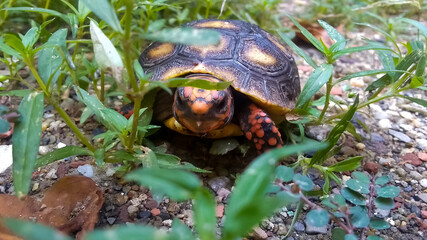 Tortuga entre hierba