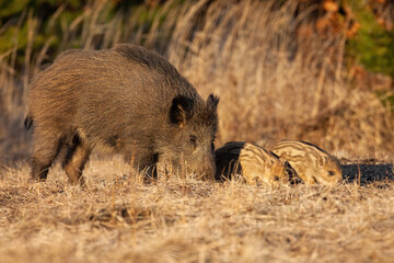 Wild boar, sus scrofa, family sniffing on field in springtime. Mother of two piglets feeding on dry meadow in sunny nature. Swine mum with striped cubs eating in grass.