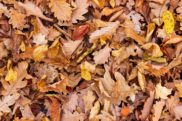 Carpet of fallen yellow leaves, autumn in the Park.