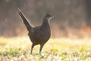 Female of common pheasant, phasianus colchicus, moving on grassland in spring rain. Wild hen walking on meadow backlit by morning sun. Brown feathered bird looking on field in rain.