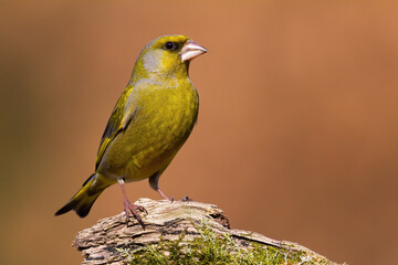 European greenfinch, chloris chloris, sitting on wood in autumn nature. Yellow feathered animal looking on tree in fall. Colorful bird staring on branch.