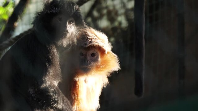 javan langur wildlife 4k