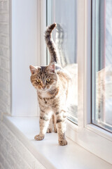 Cute gray tabby cat is standing (sitting) on the window. Look at me.