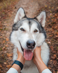 Obraz premium Girl's hands touch the muzzle of a husky dog in the park in autumn