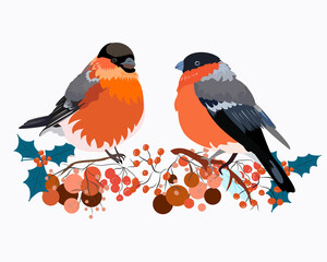 Two birds bullfinch on branches with Rowan berries