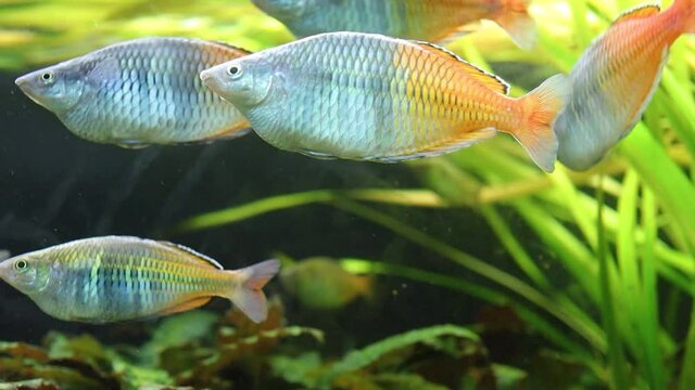 boeseman's rainbow fresh water aquarium fish melanotaenia boesemani