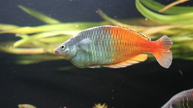 boeseman's rainbow fresh water aquarium fish melanotaenia boesemani