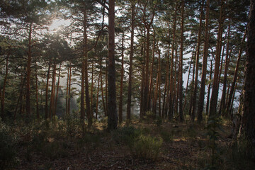 Landscapes and forests of Navacerrada