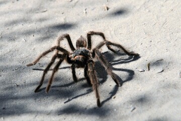 Tarantula, Argentina