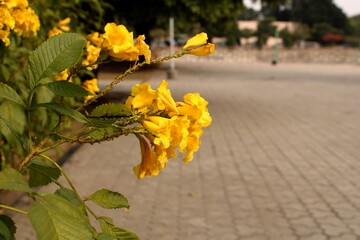 Obraz premium Jasmine yellow flower as wallpaper.