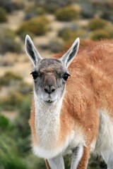 wild guanaco in Argentina