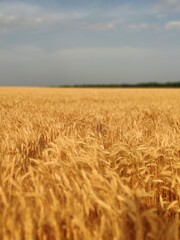 
Wheat field
beautiful field
wheat
