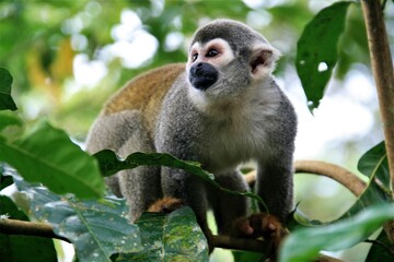Obraz premium Squirrel monkey, Ecuador