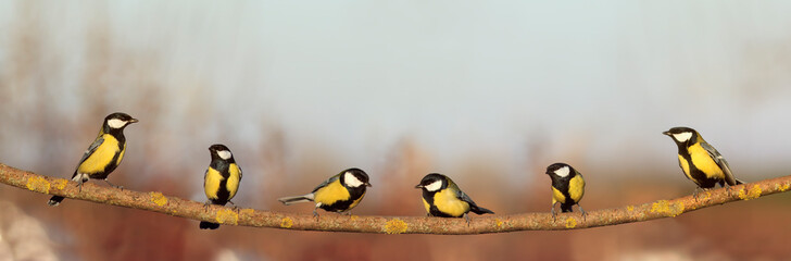  flock of beautiful songbirds Tits sitting on a branch in a Sunny garden in a panoramic photo