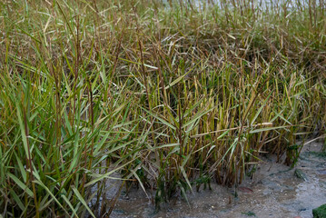 On the edge of the River Orwell at Pin Mill, Suffolk, UK
