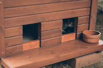 Homeless cute cat lies in a special cat house and sleeps and rests. Turkey, Istanbul. The problem of homeless animals in cities.