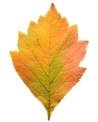 Fototapeta na wymiar Autumn leaf of hawthorn isolated