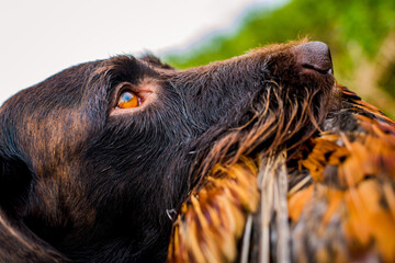 Portrait of hunting dog with fetched pheasant