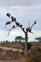 The white-backed vulture (Gyps africanus) flock sitting on a tree. A tree by the road full of African vultures.