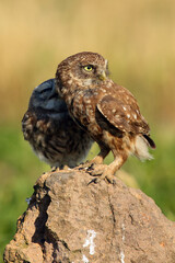 The little owl (Athene noctua) an adult with a young sitting on a stone