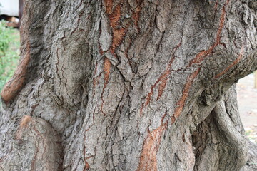 the bark of the tree trunk