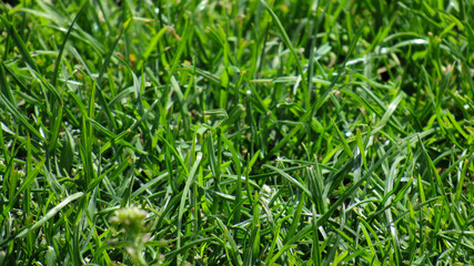green grass background texture