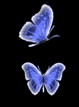 Beautiful Glowing Colored Butterfly Isolated On Black Background