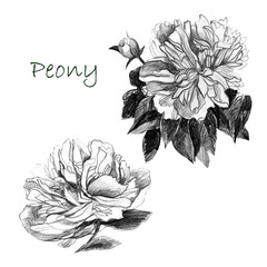 Illustration, pencil. Peony flowers, set. Freehand drawing of a flower.