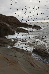 tramonto marino e gabbiani