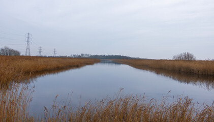 Fototapeta na wymiar reeds reflected in the water