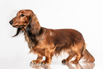 Long Haired Dachshund Dog