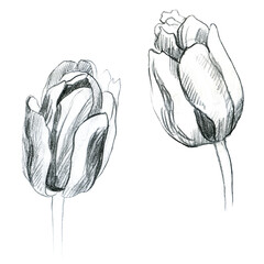 Illustration, pencil. Tulip flowers, set. Freehand drawing of flowers.
