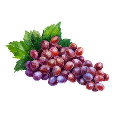 Watercolor illustration, grapes. Watercolor drawing. Fruits and berries.