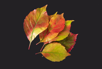 Group of colorful autumn leaves