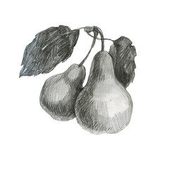 Illustration, pears on a branch. Pencil drawing. Hand-drawn sketch. Fruit.