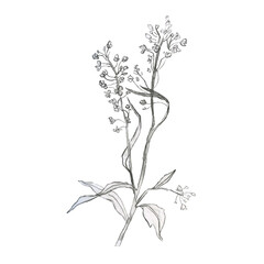 Illustration, branch of plant with leaves. Pencil drawing. Hand-drawn sketch. Grass.