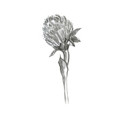 Illustration, branch of plant with leaves. Clover. Pencil drawing. Hand-drawn sketch. Grass.